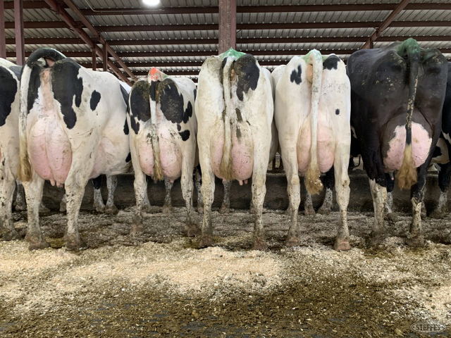 (30 Head) Holstein cows